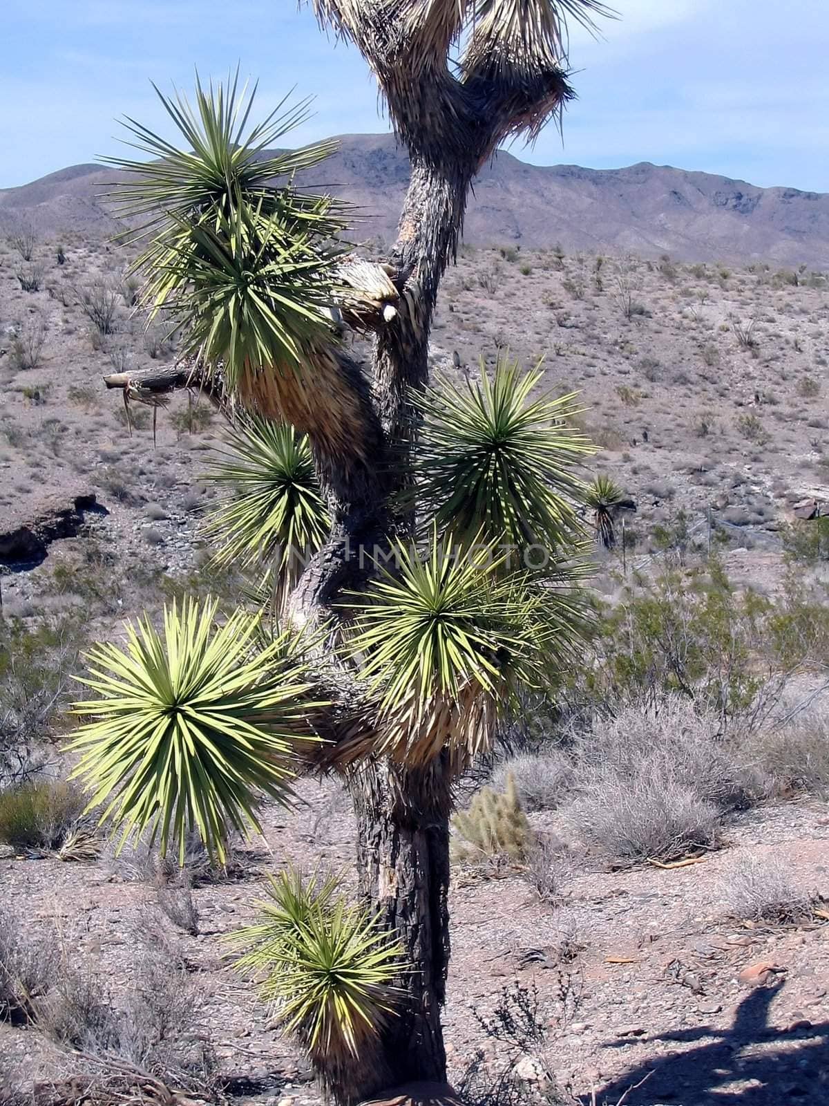 a strange and lonely cactus tree is standing in the Nevada desert
