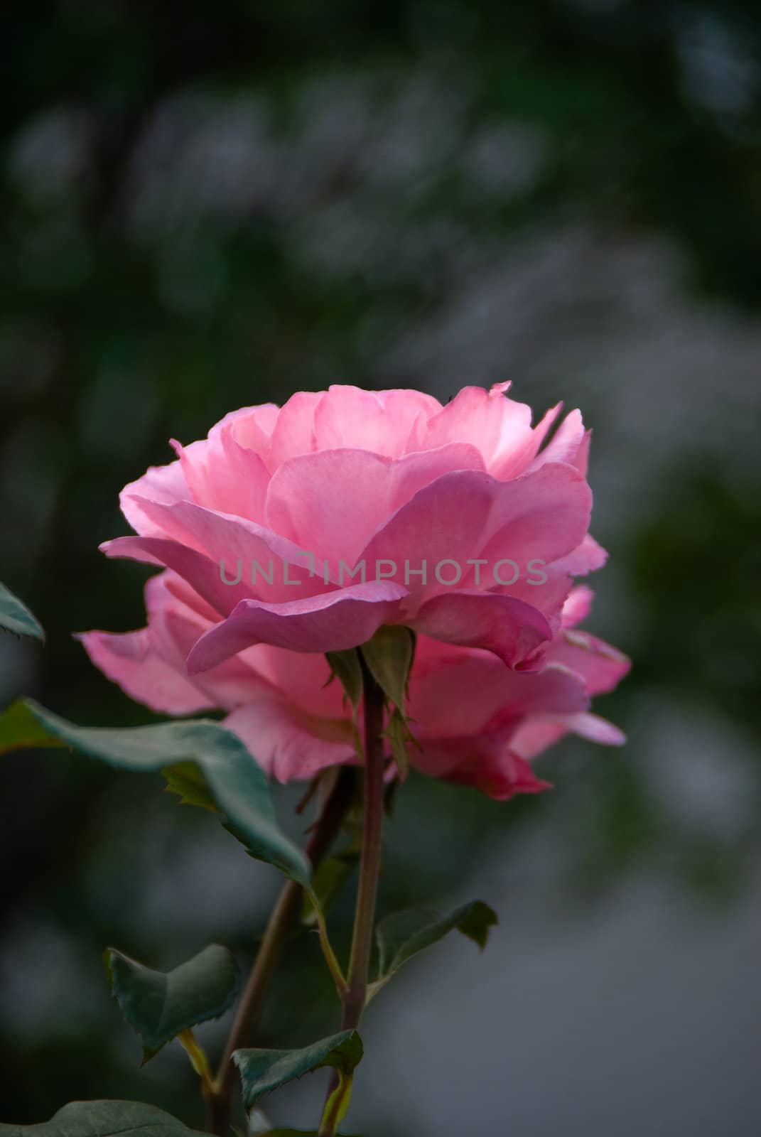  rose growing rebate, a picture of 28.07.2008  Poland 