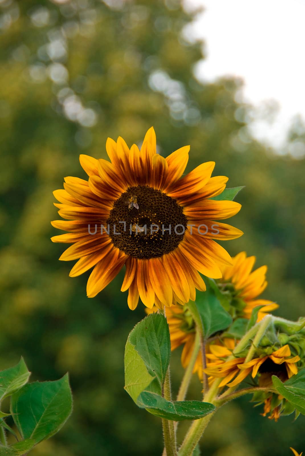 sunflower picture made on 27.08.2008 in the Polish garden 