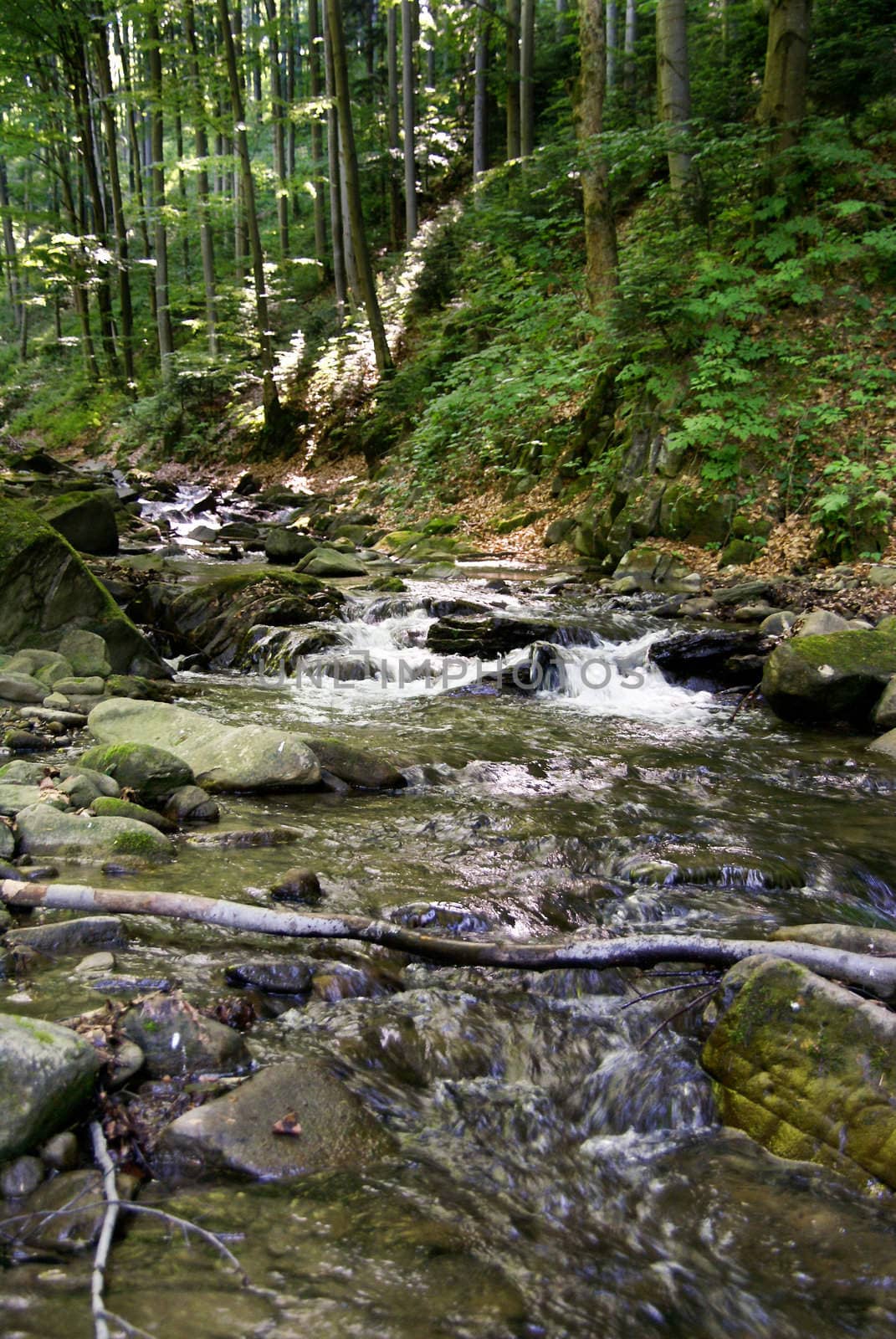 Mountain Brook, photo taken on 31.05.2008 in the Beskid Sadeckim / Poland