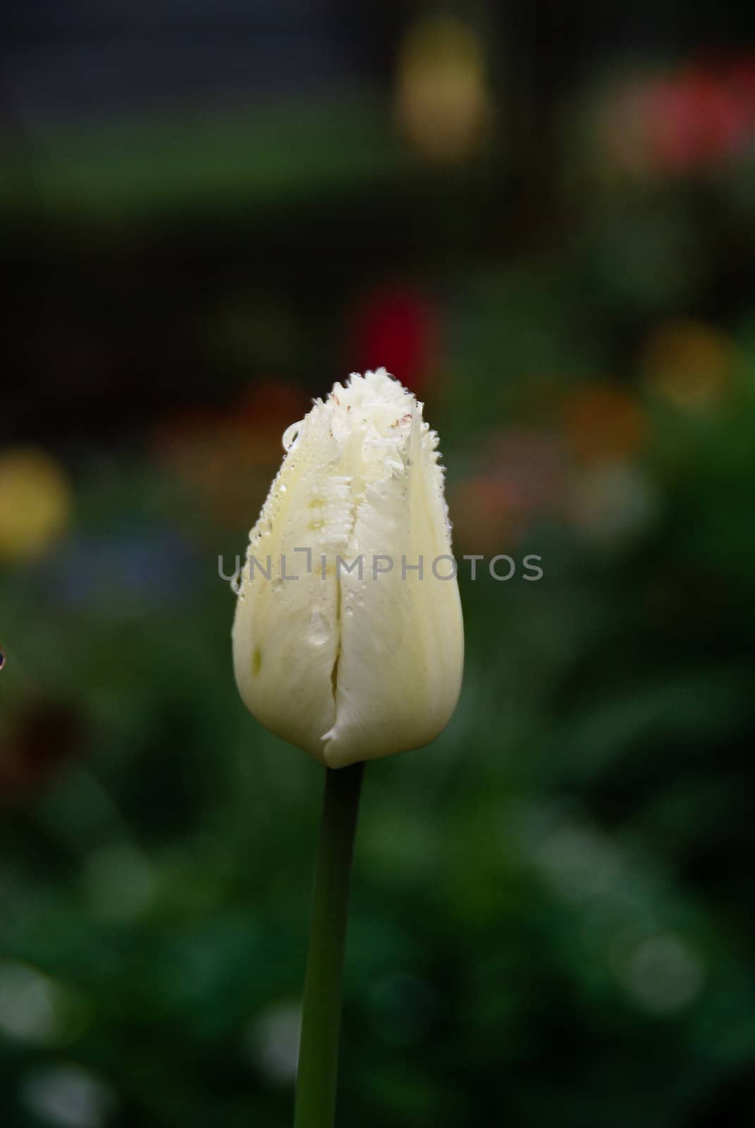 white tulip growing in the garden on the rebate, a picture taken in Poland 04.05.2008 