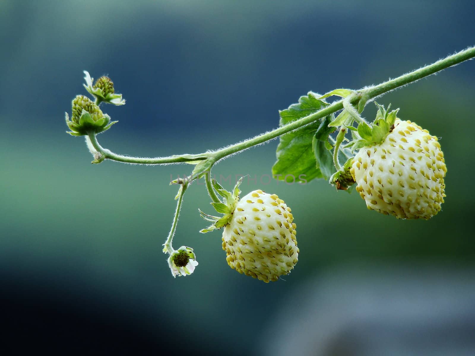 variety of fragaria : Yellow wonder