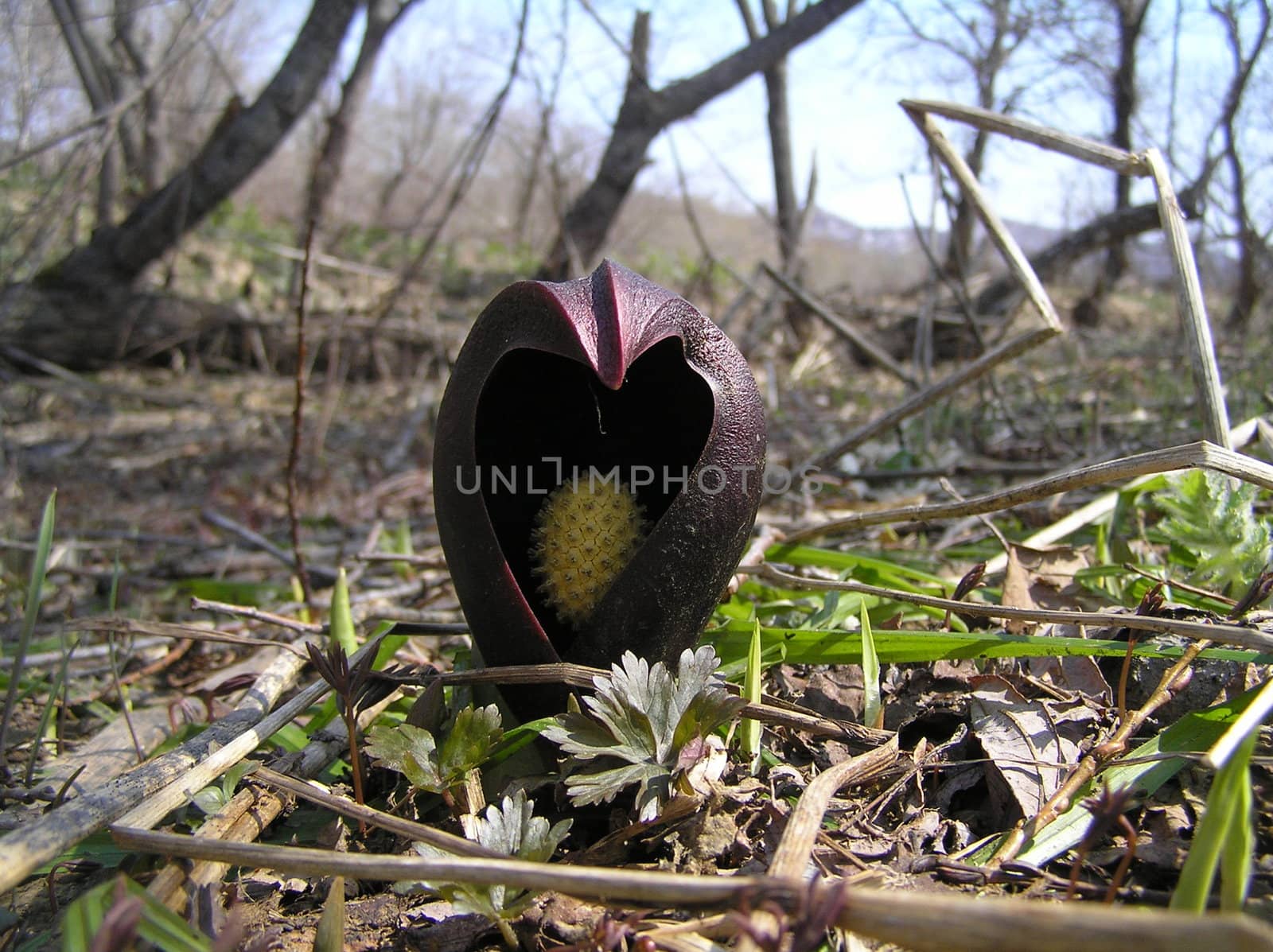 Landscapes of Sakhalin, the wild nature of Sakhalin, unusual flower