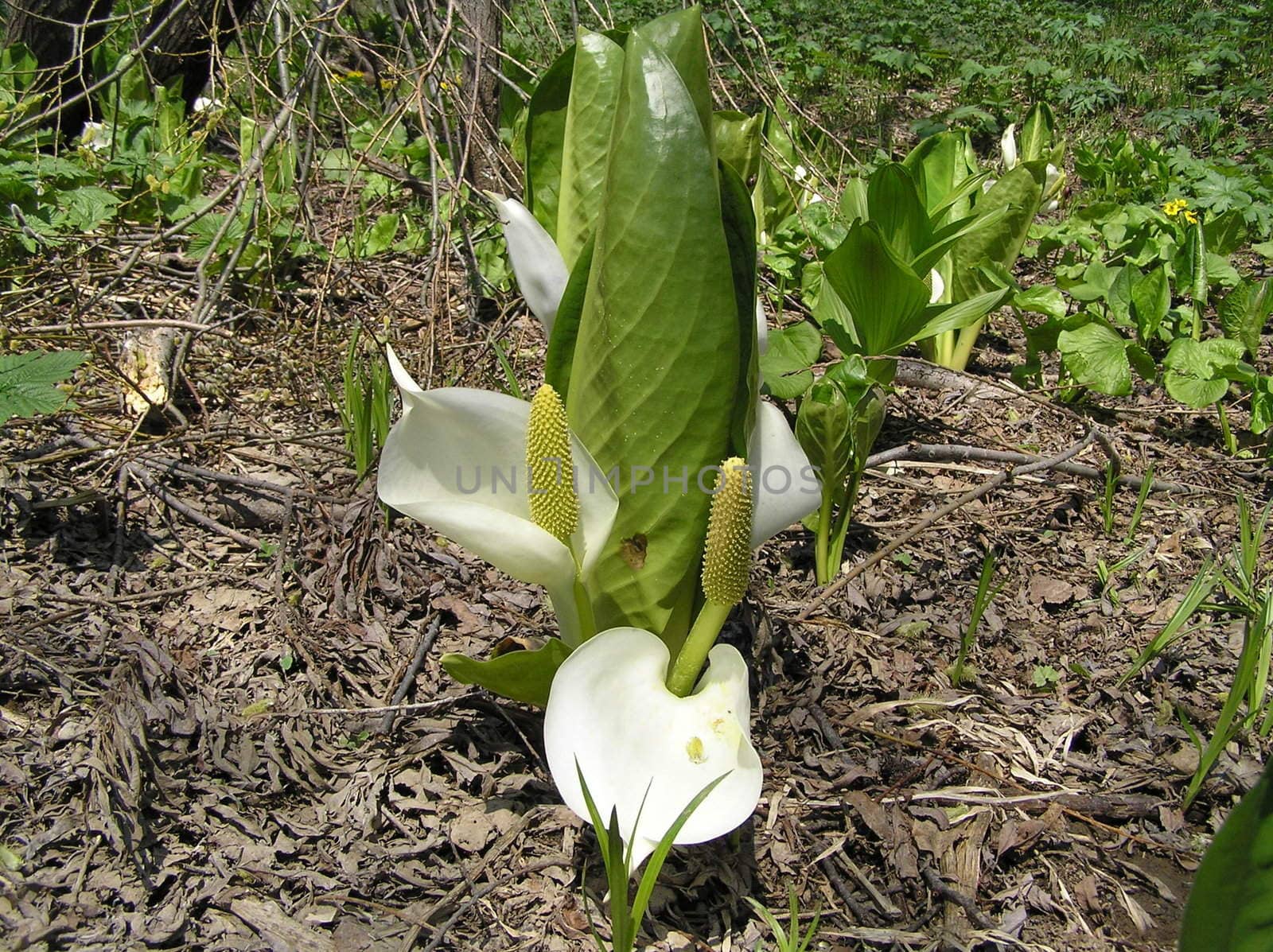 Landscapes of Sakhalin, the wild nature of Sakhalin, unusual flower