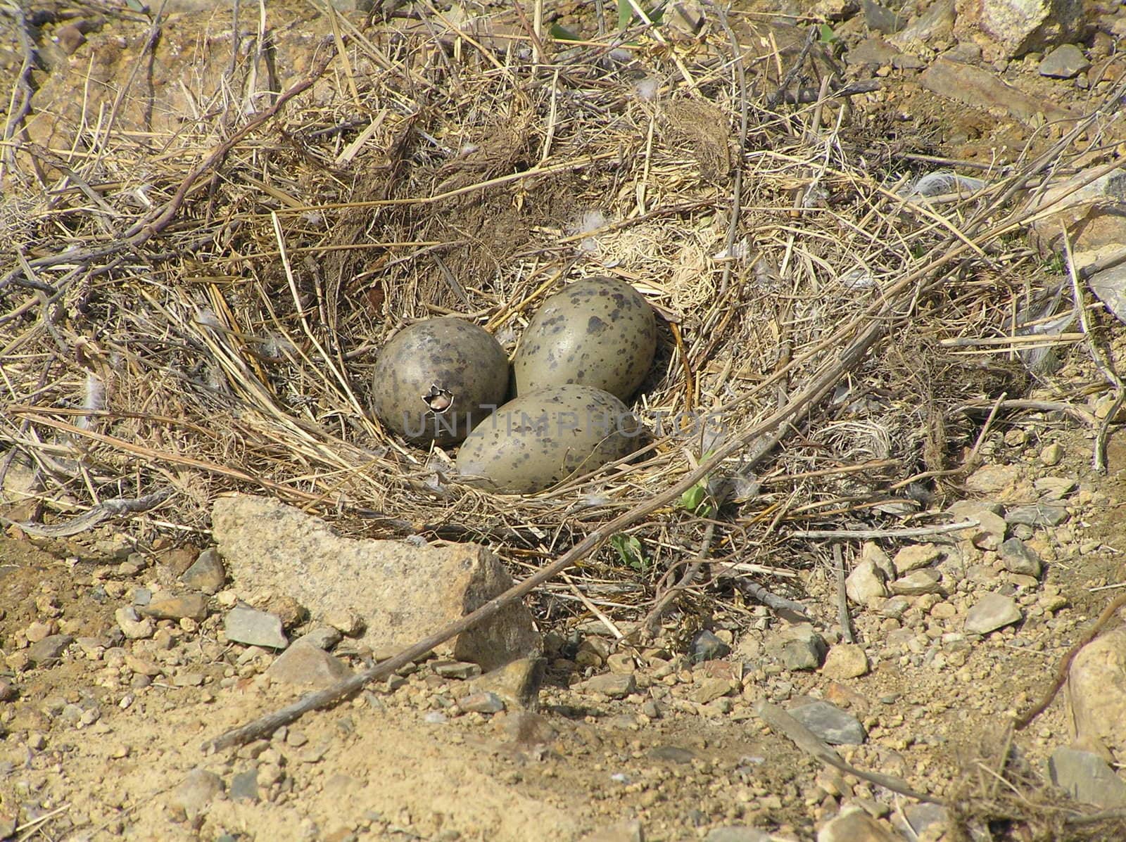 The wild nature of Sakhalin, egg in a nest