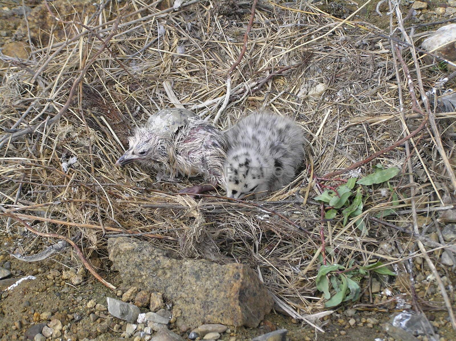 The wild nature of Sakhalin, baby birds in a nest