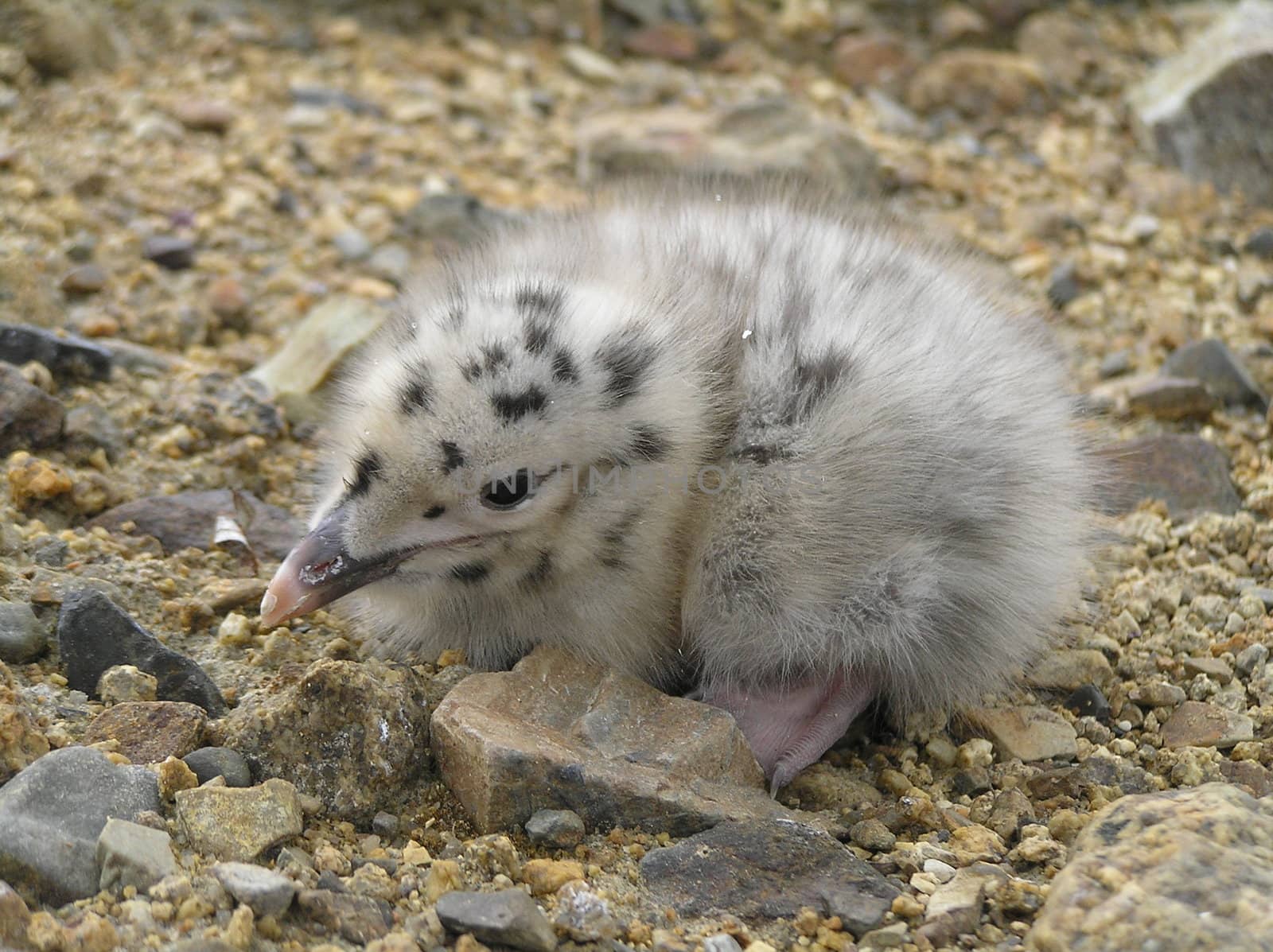 The wild nature of Sakhalin, a baby bird