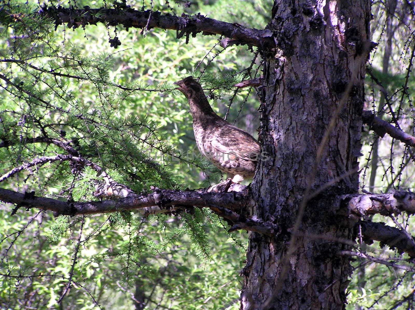 The wild nature of Sakhalin, a bird on a tree