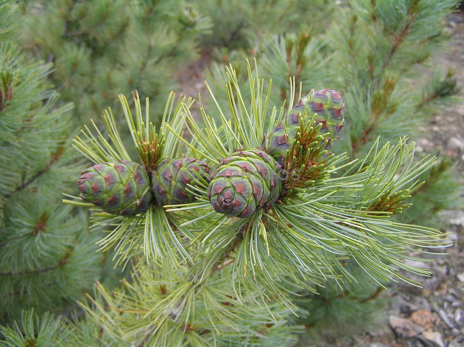 Landscapes of Sakhalin, cedar cones