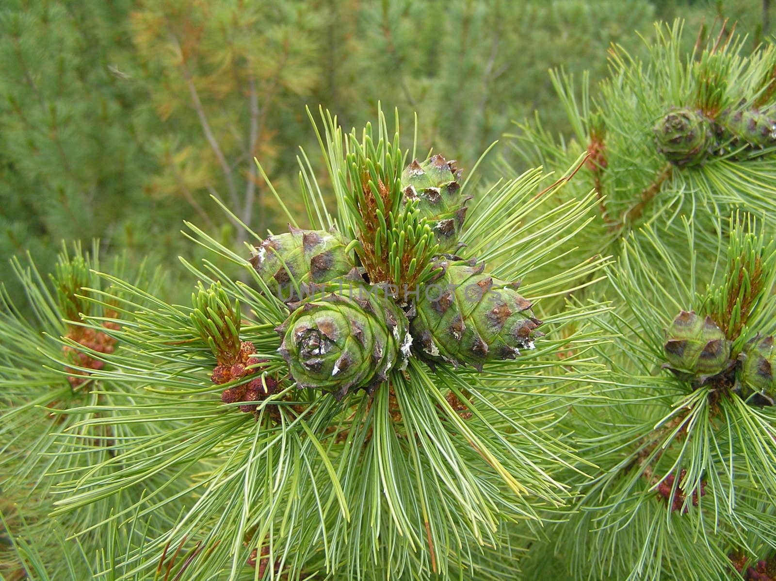 Landscapes of Sakhalin, cedar cones