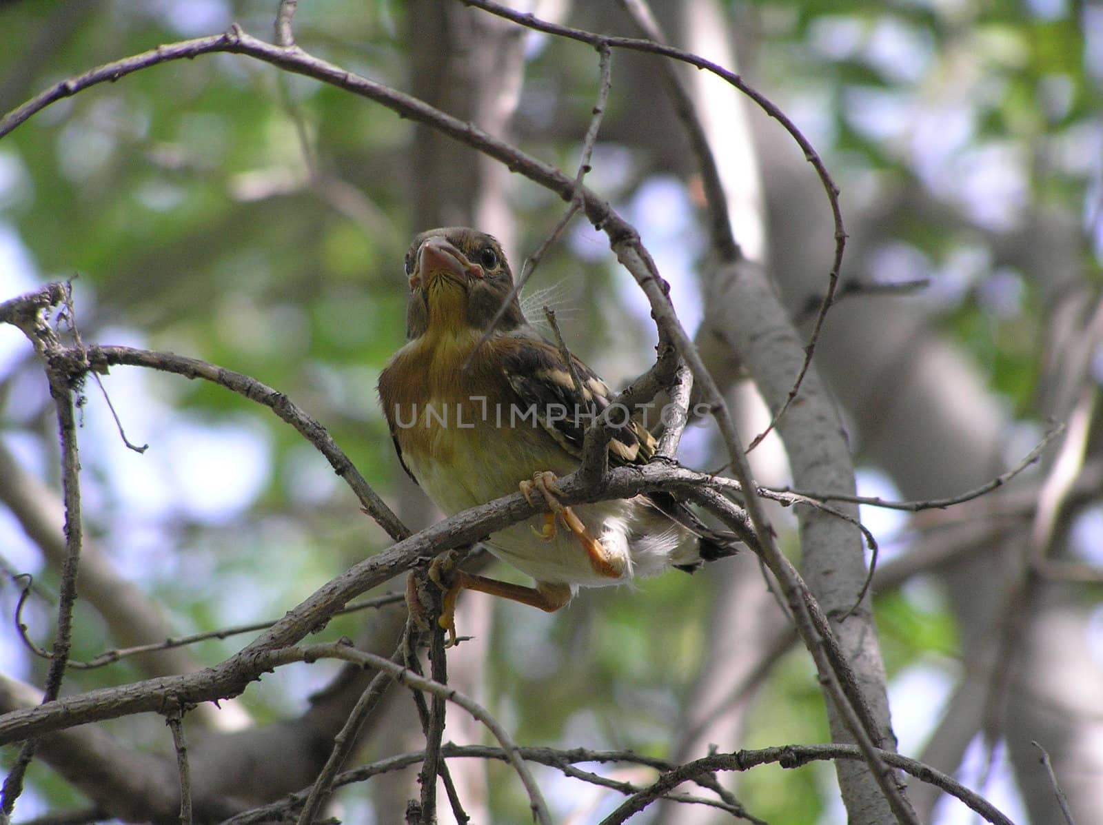 The wild nature of Sakhalin, a baby bird on a branch