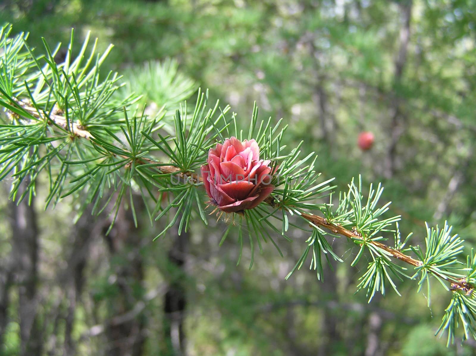 Landscapes of Sakhalin, the cone on a branch