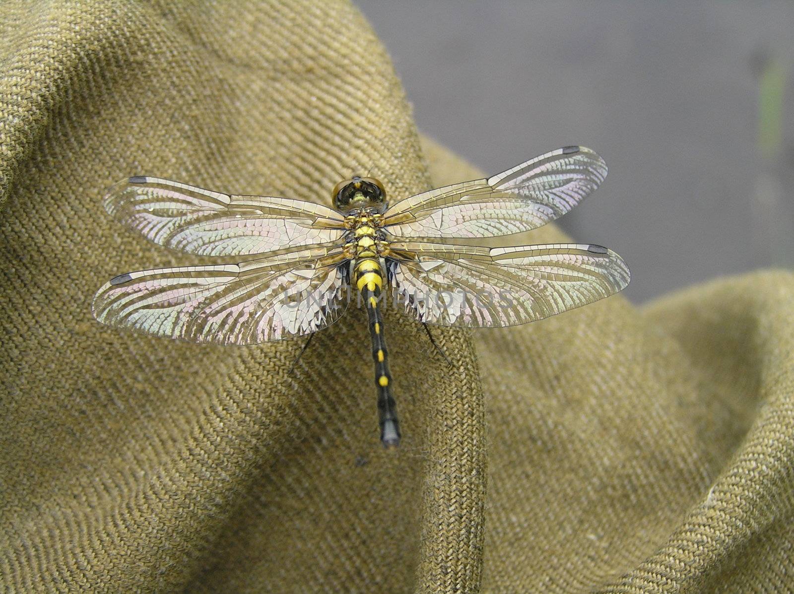 The wild nature of Sakhalin, the Dragonfly