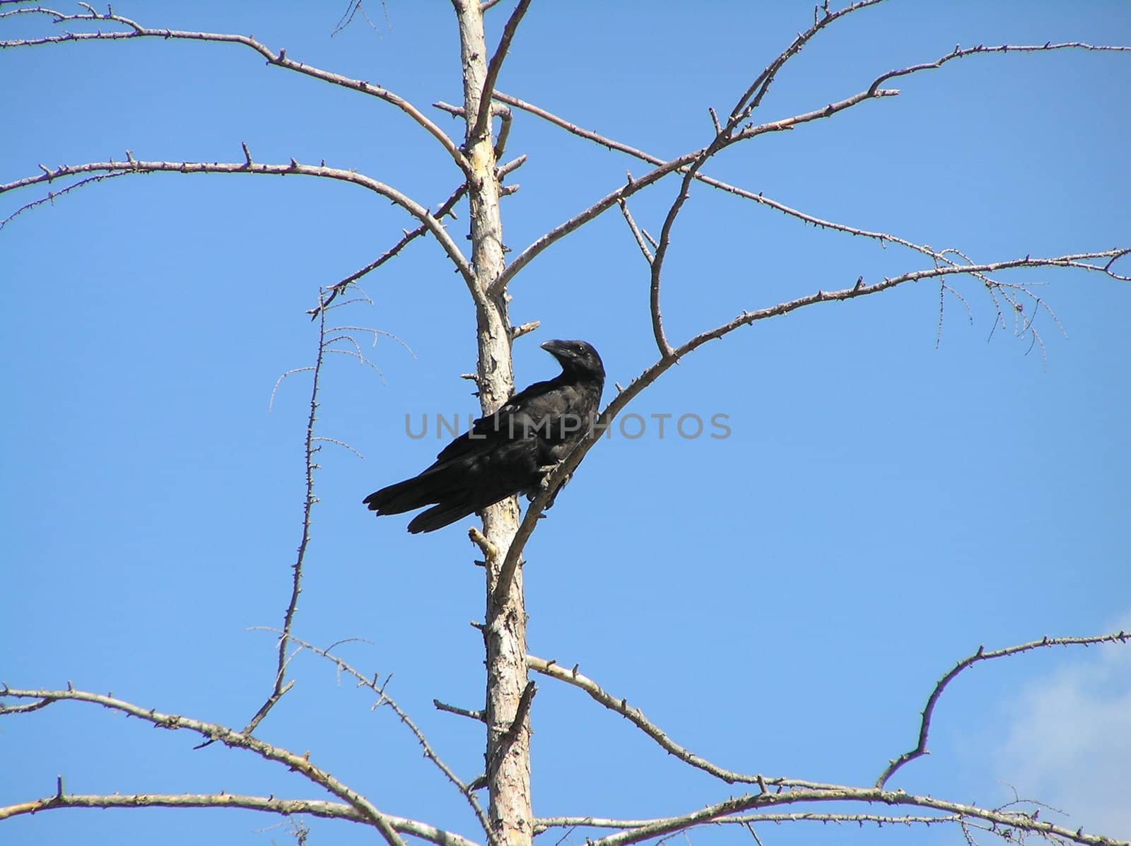 The wild nature of Sakhalin, a bird on a tree