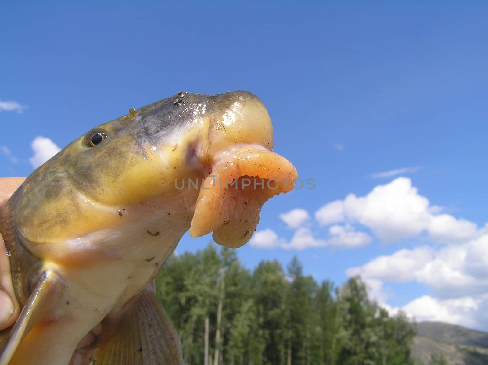 Fish against the sky by Bizon