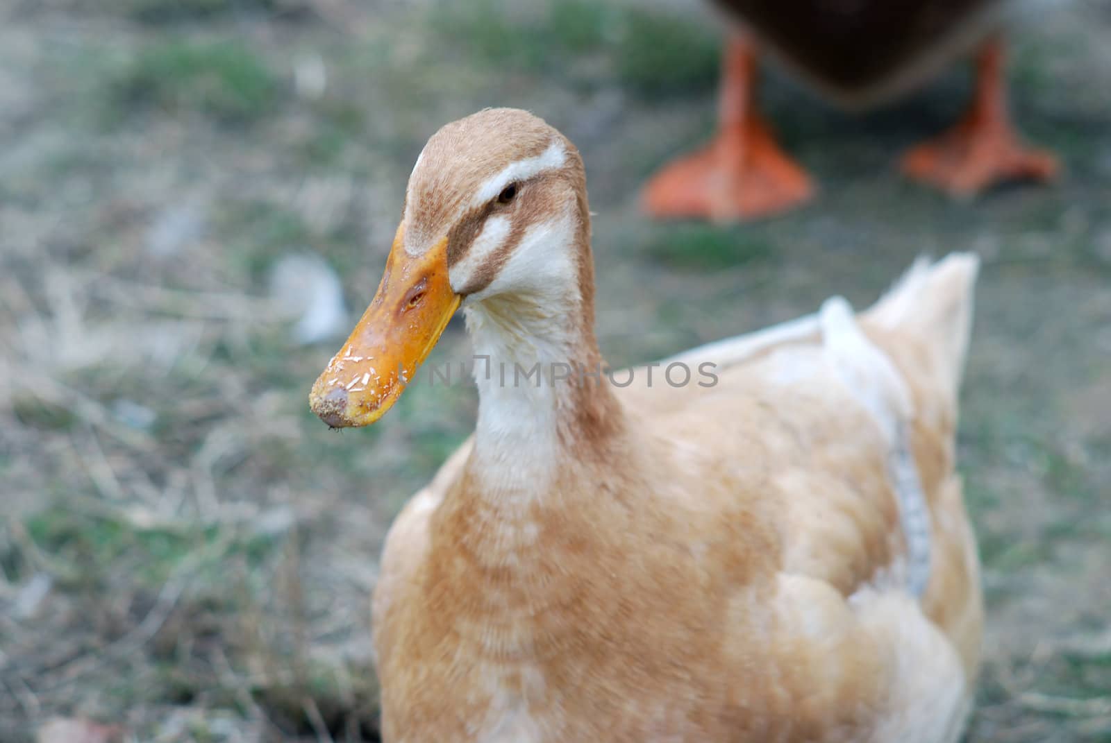 picture of a duck
