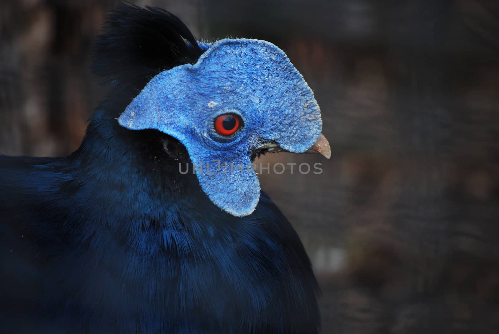blue bird by sarkao