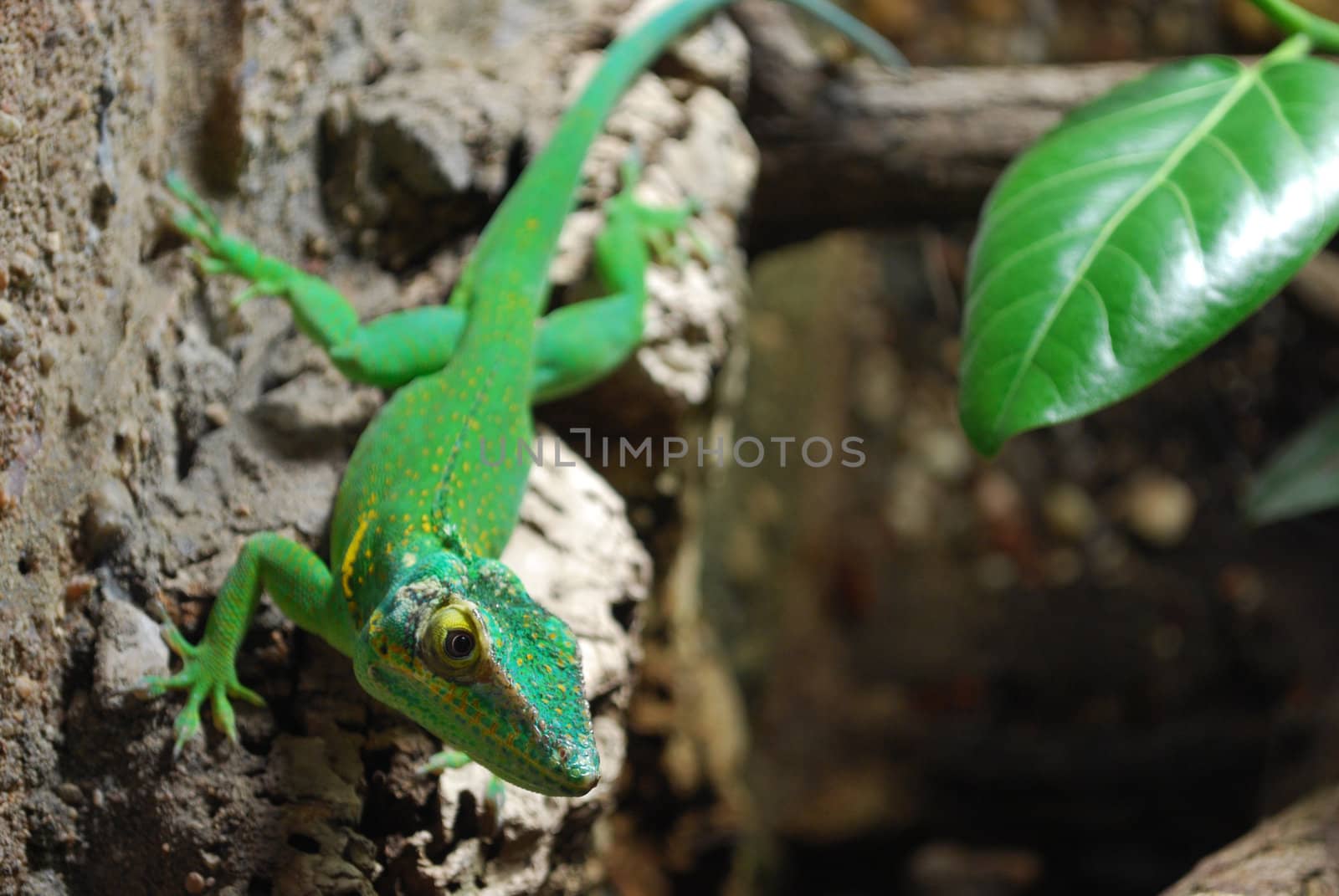 green lizard