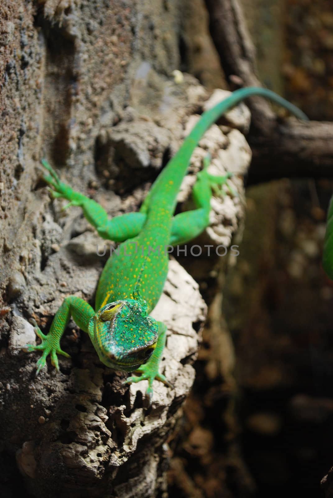 picture of a green lizard in prague zoo