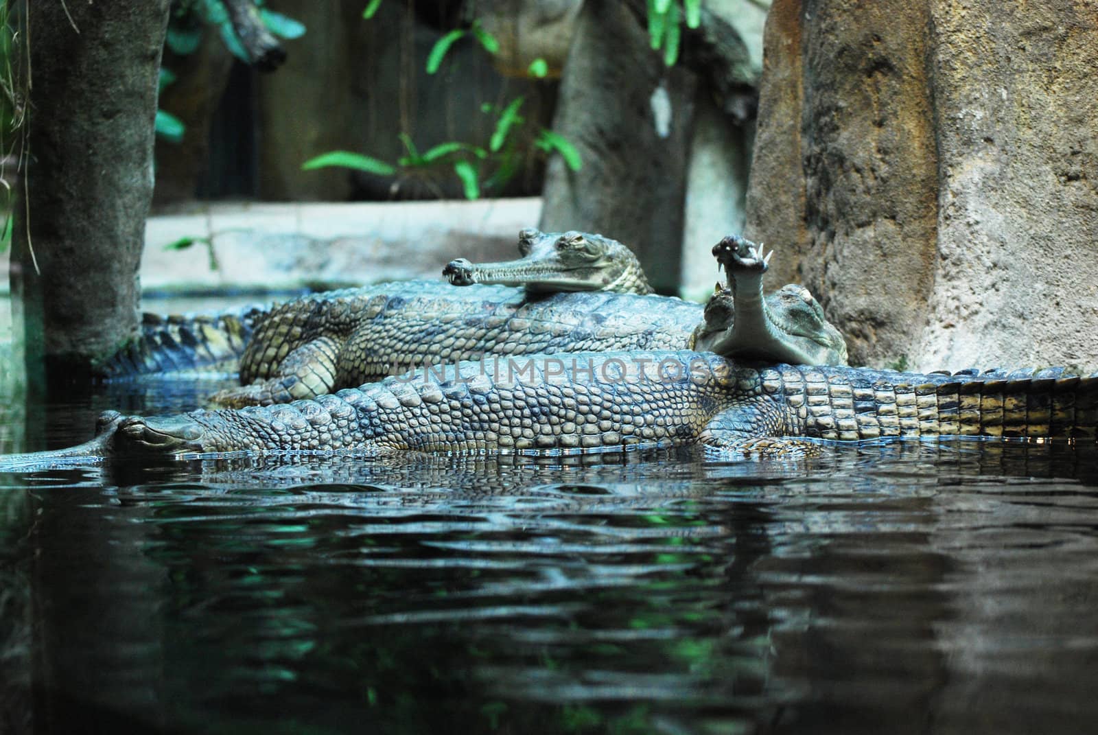 indian gavials by sarkao