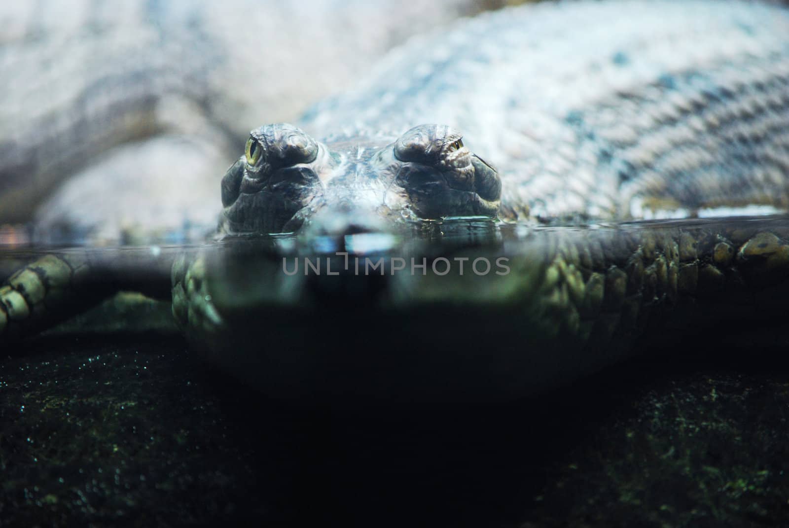 indian gavials by sarkao
