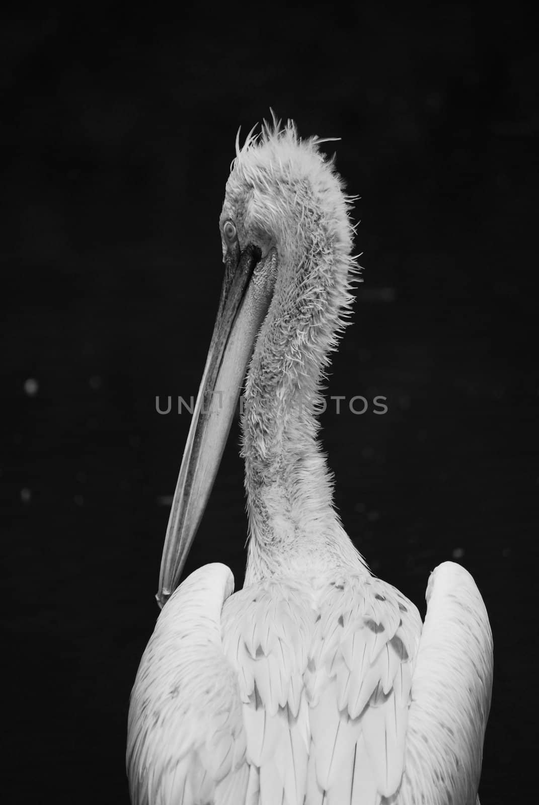 pelican by sarkao