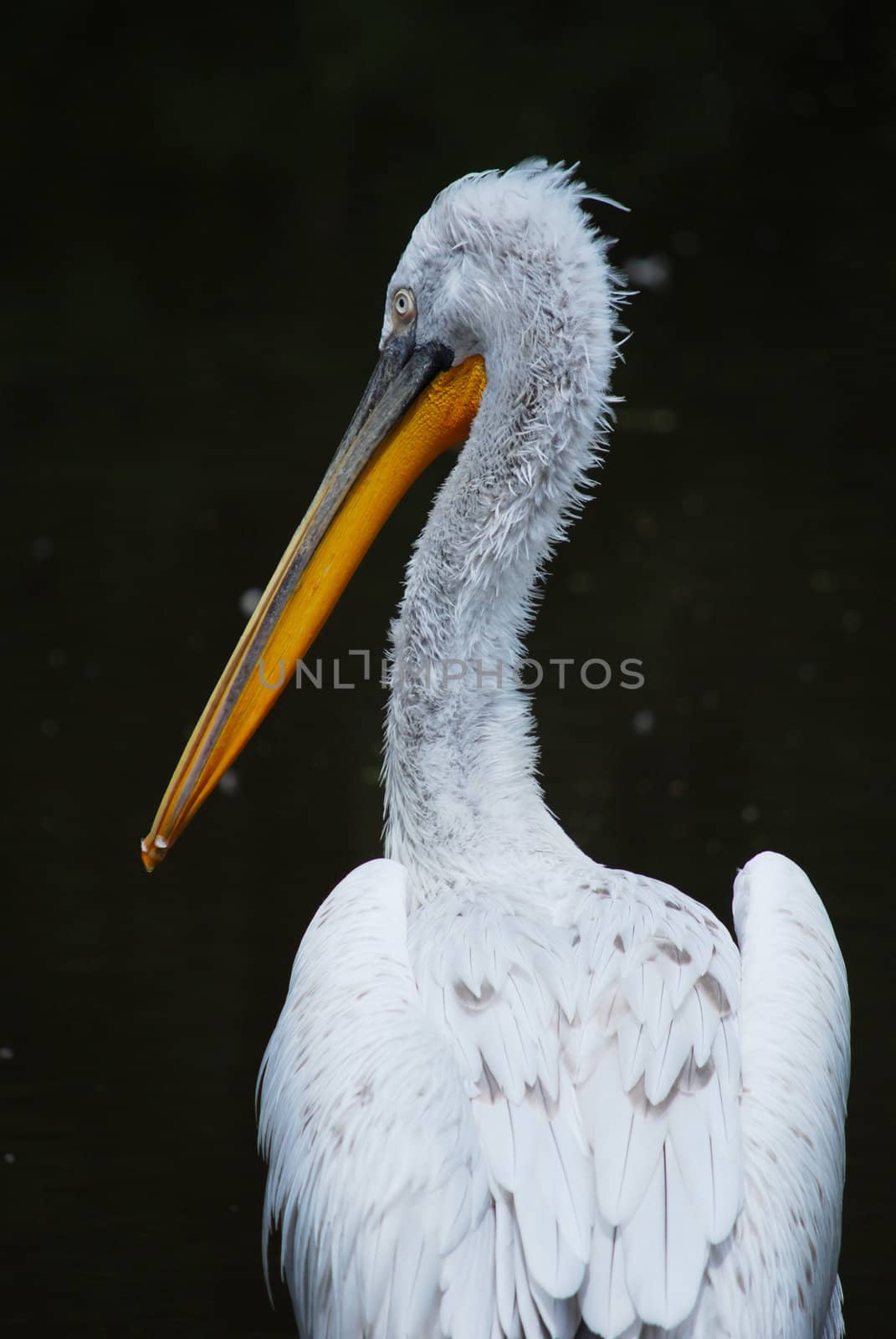 pelican by sarkao