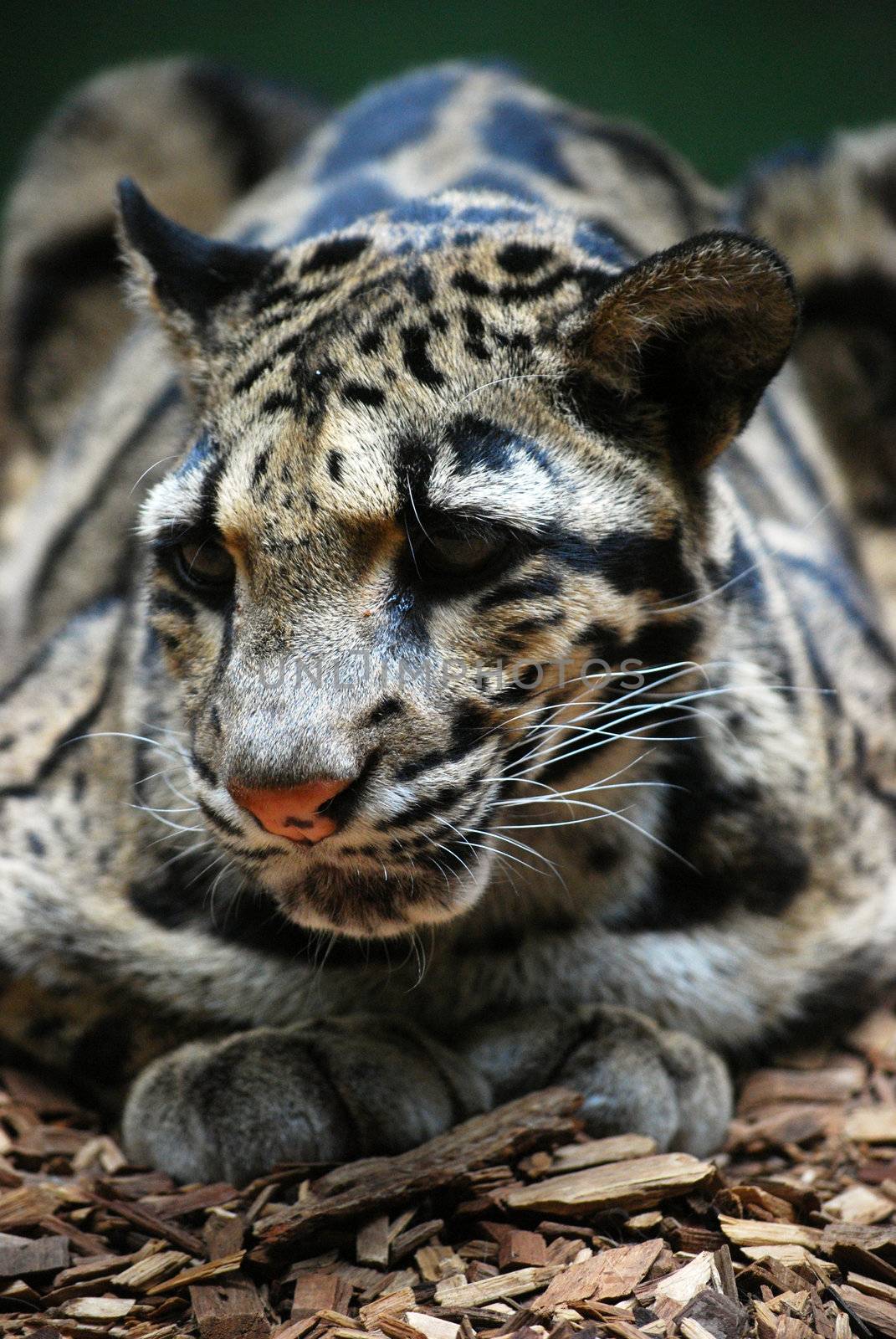 jaguar by sarkao