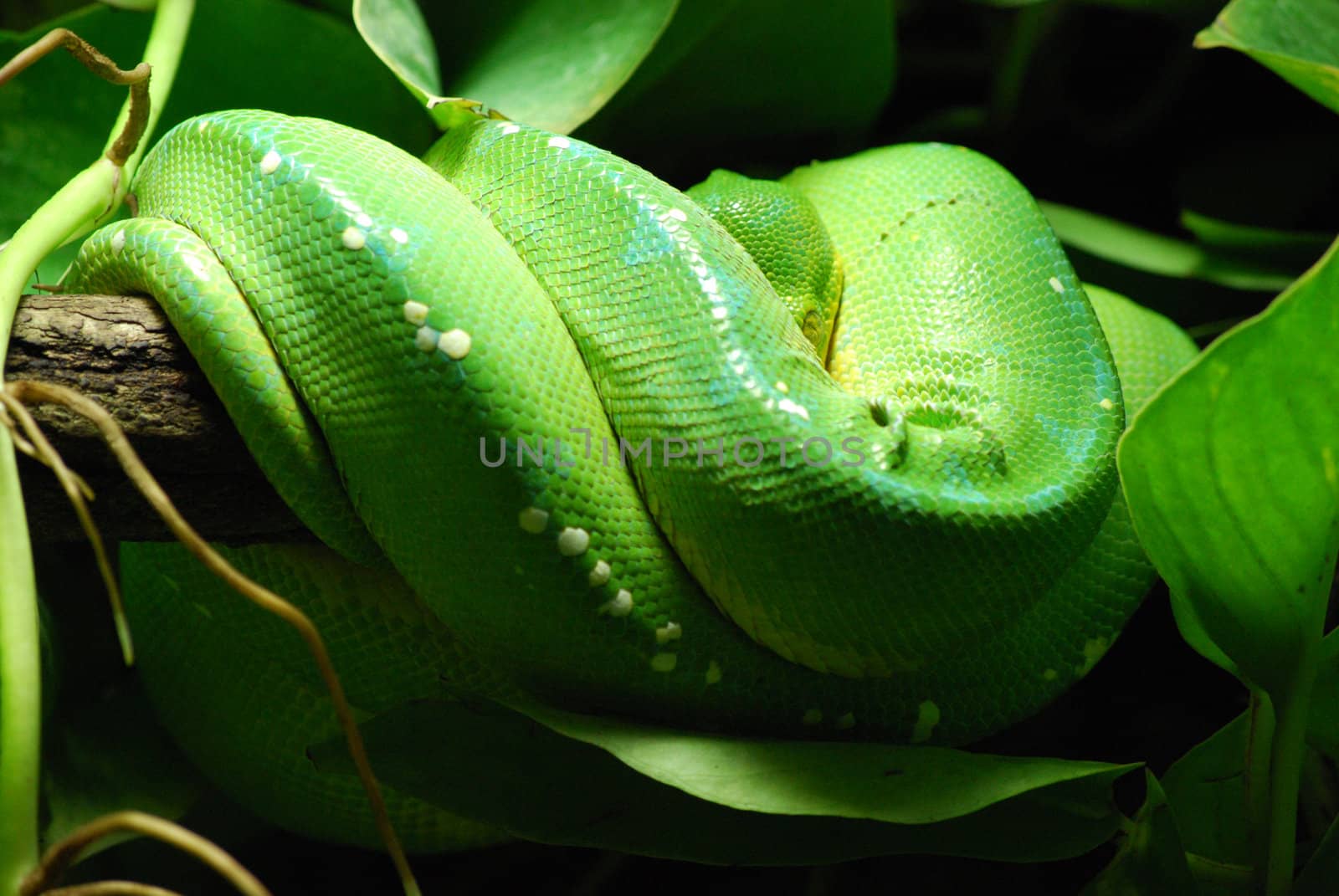 green tree python