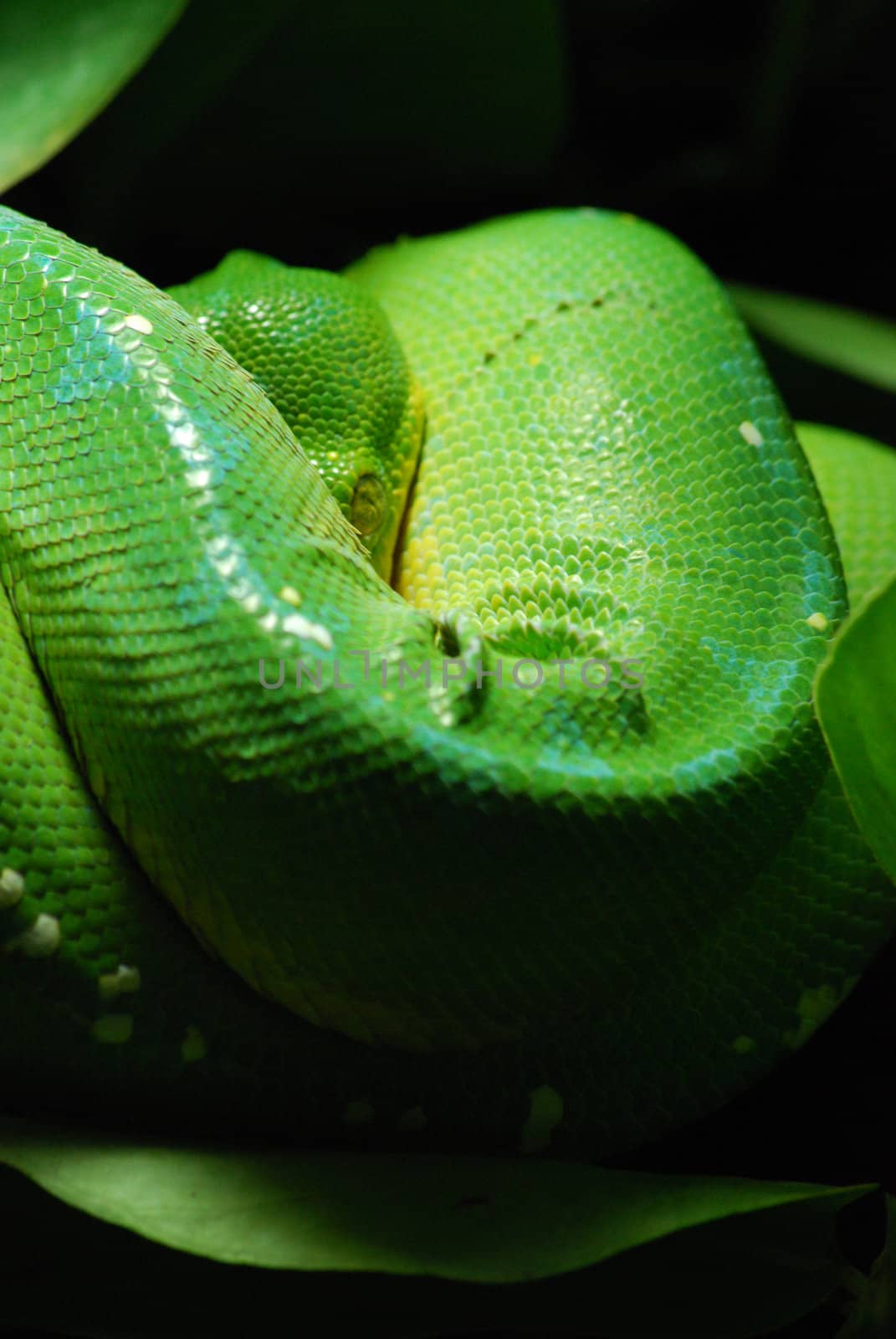 green tree python in Prague zoo