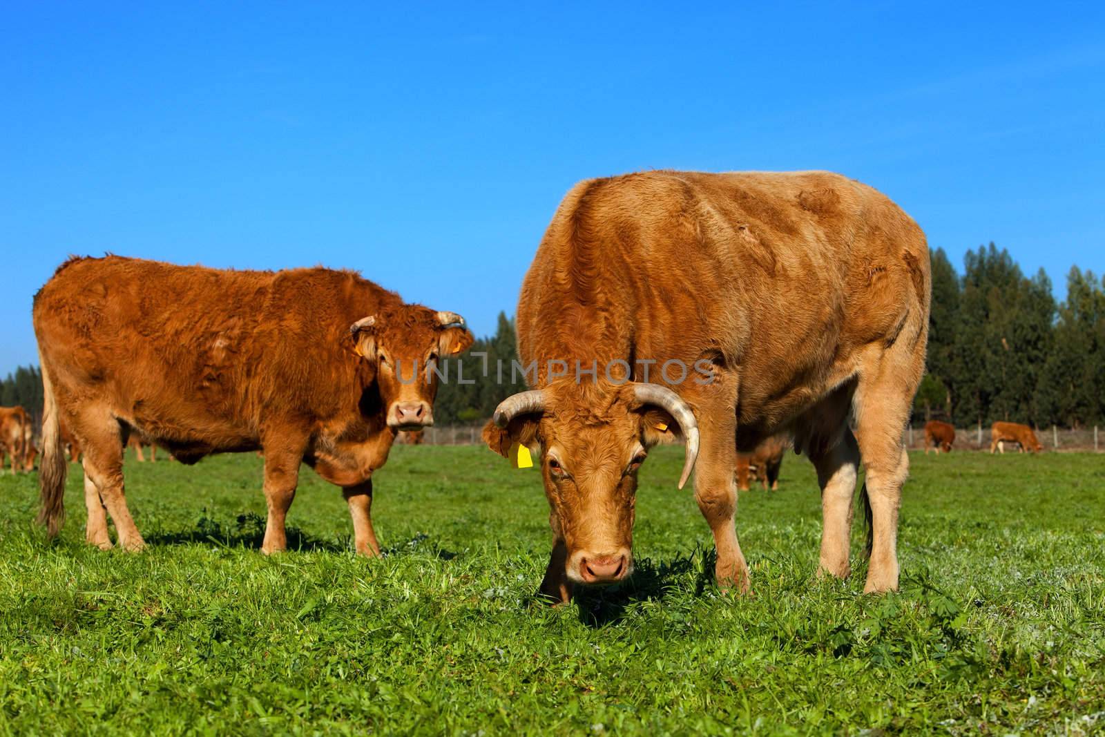 Two cow  on a green lawn
