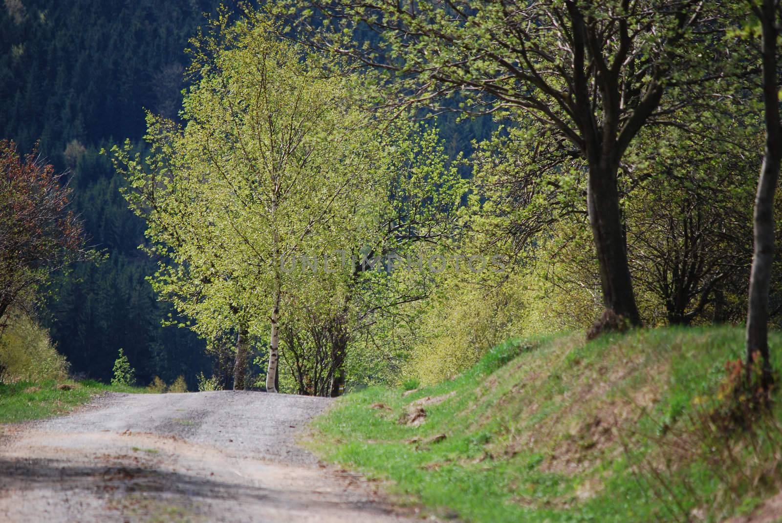 road in spring by sarkao