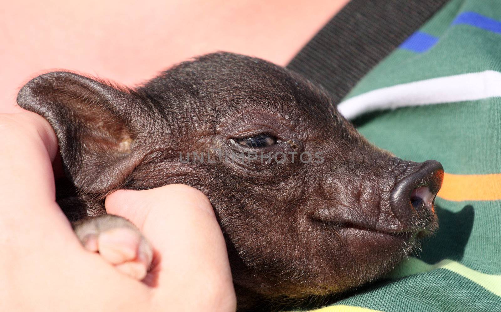 Small pig on hands at the girl by fedlog