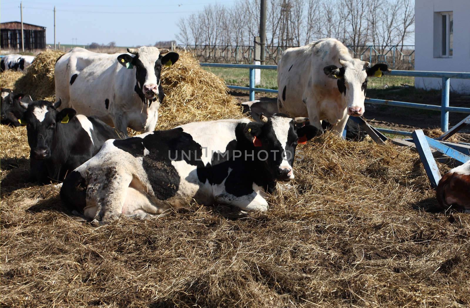 cow, animal, house, mammal, milk, hay, farm, agricultural, industries, udder, meadow, pasture, cows, large, horned, cattle, beef, herd