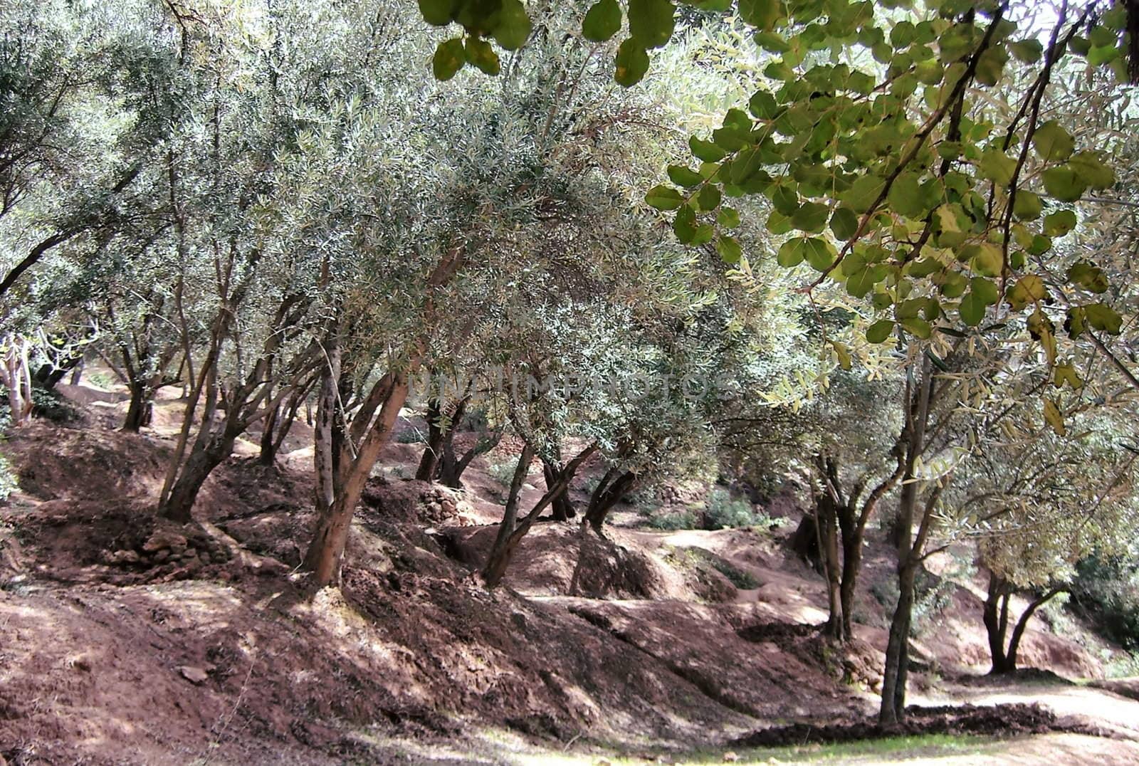 a beautiful olive grove on a steep ground in Morocco