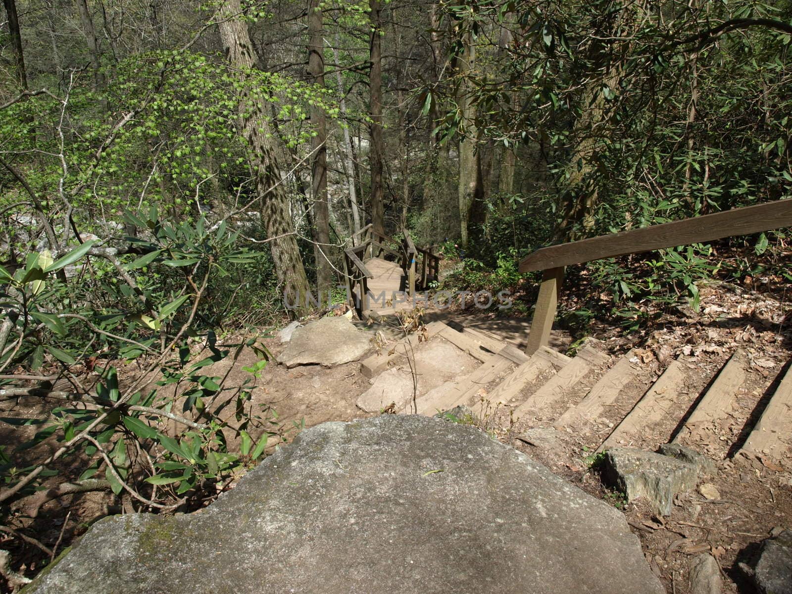 A flight of steps up a trail in the woods