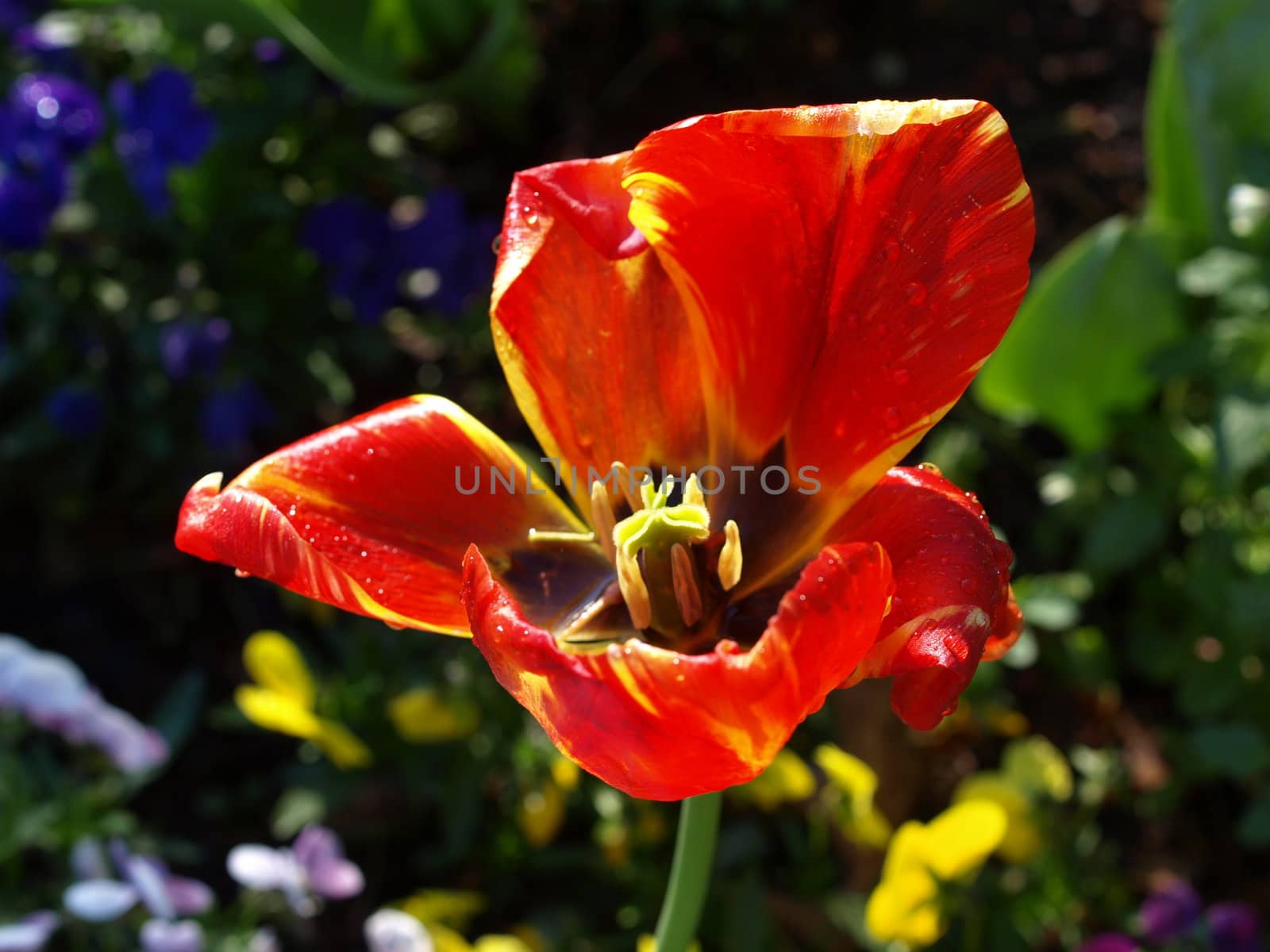 A closeup of a wild looking tulip