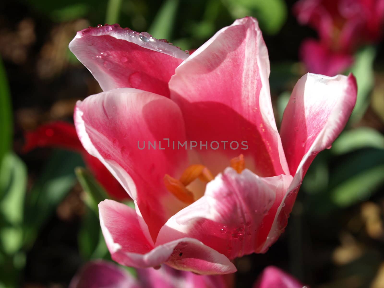 Pink tulip up close after a rainy night