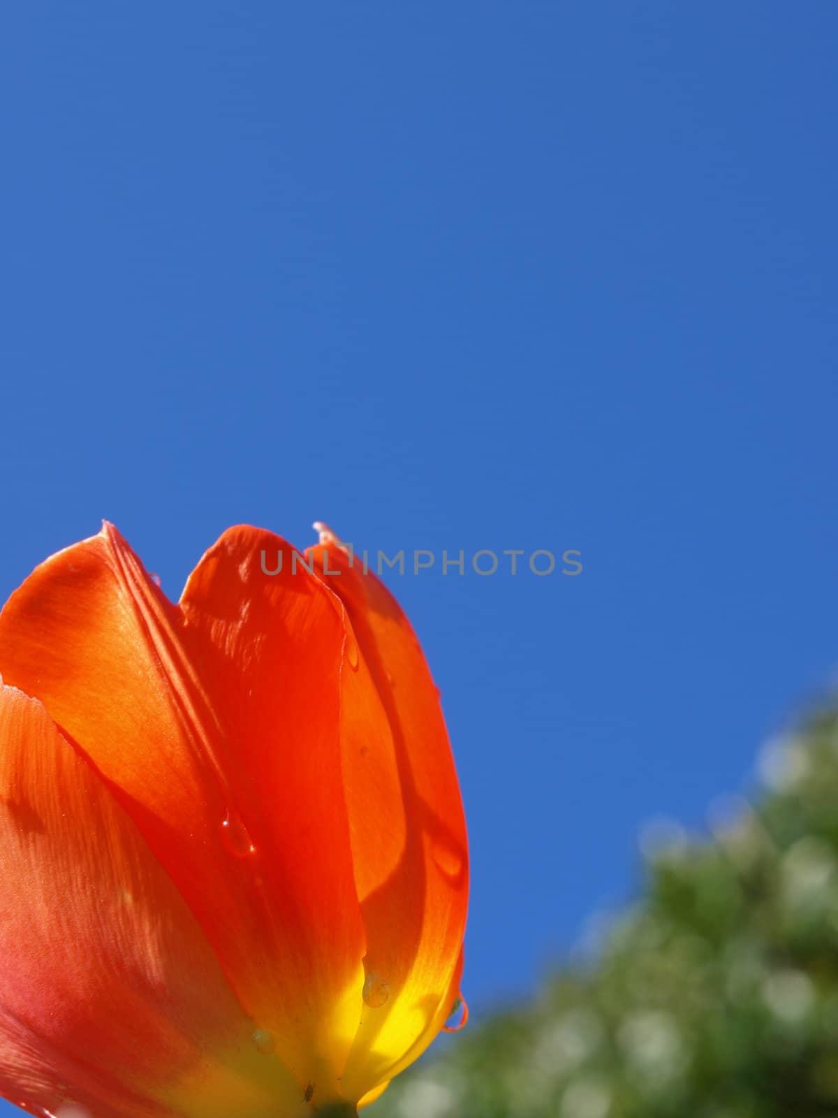 orange tulip shown in the morning