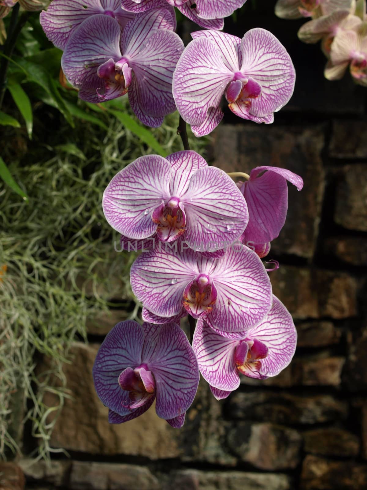 purple striped orchids in a garden setting