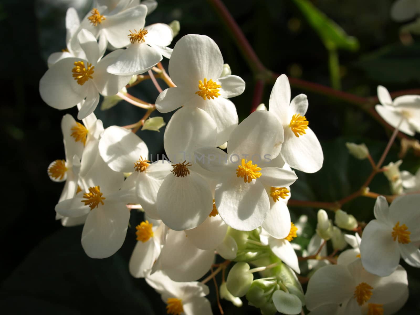 White orchids by northwoodsphoto