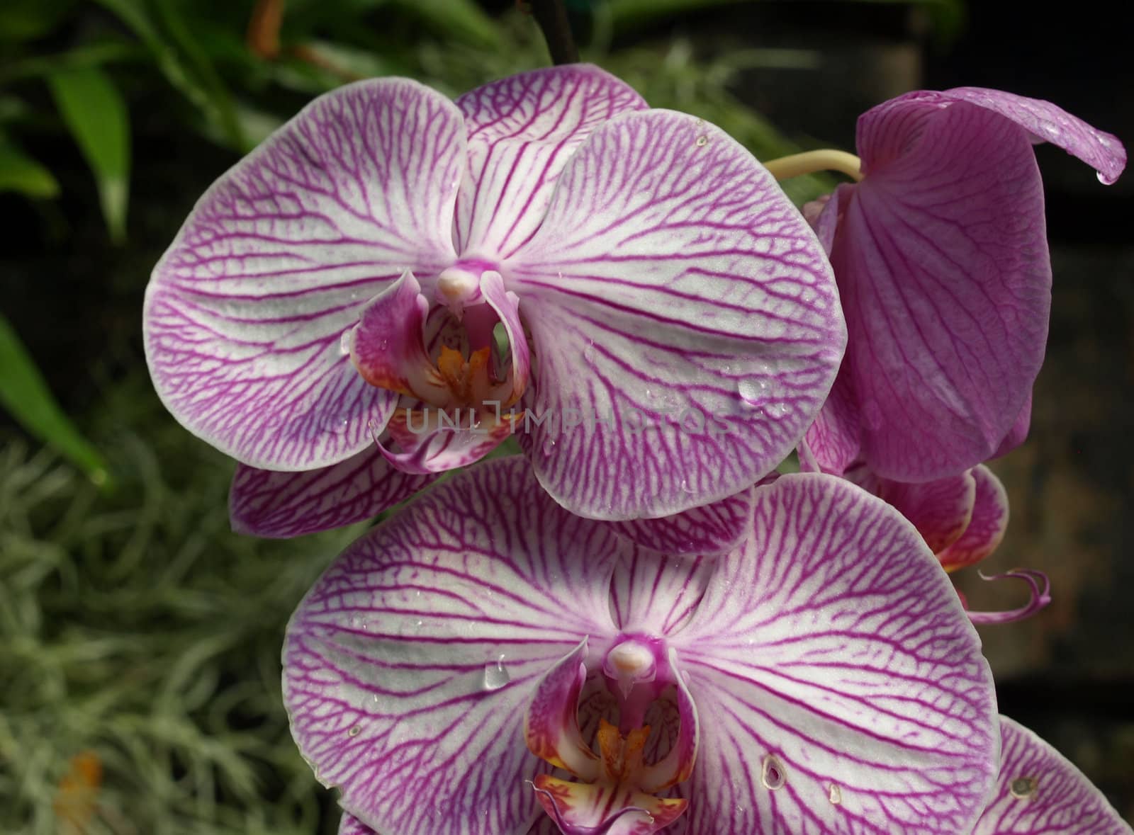 A closeup view of large purple orchids