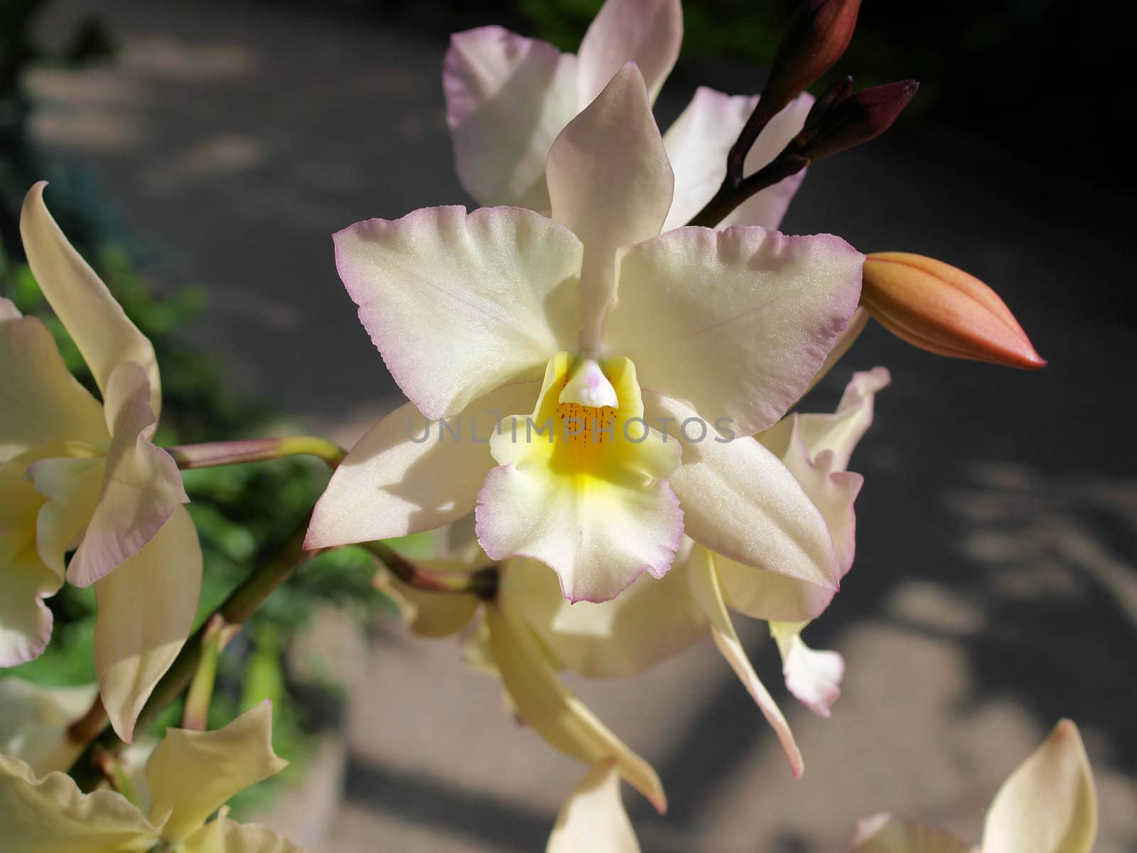 A large white orchid shown up close