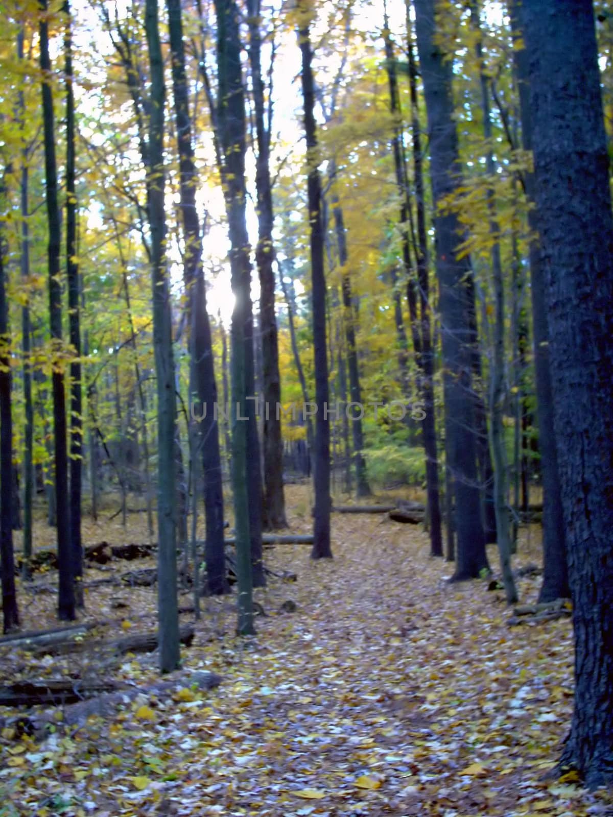 a nice place to walk in the woods around fall