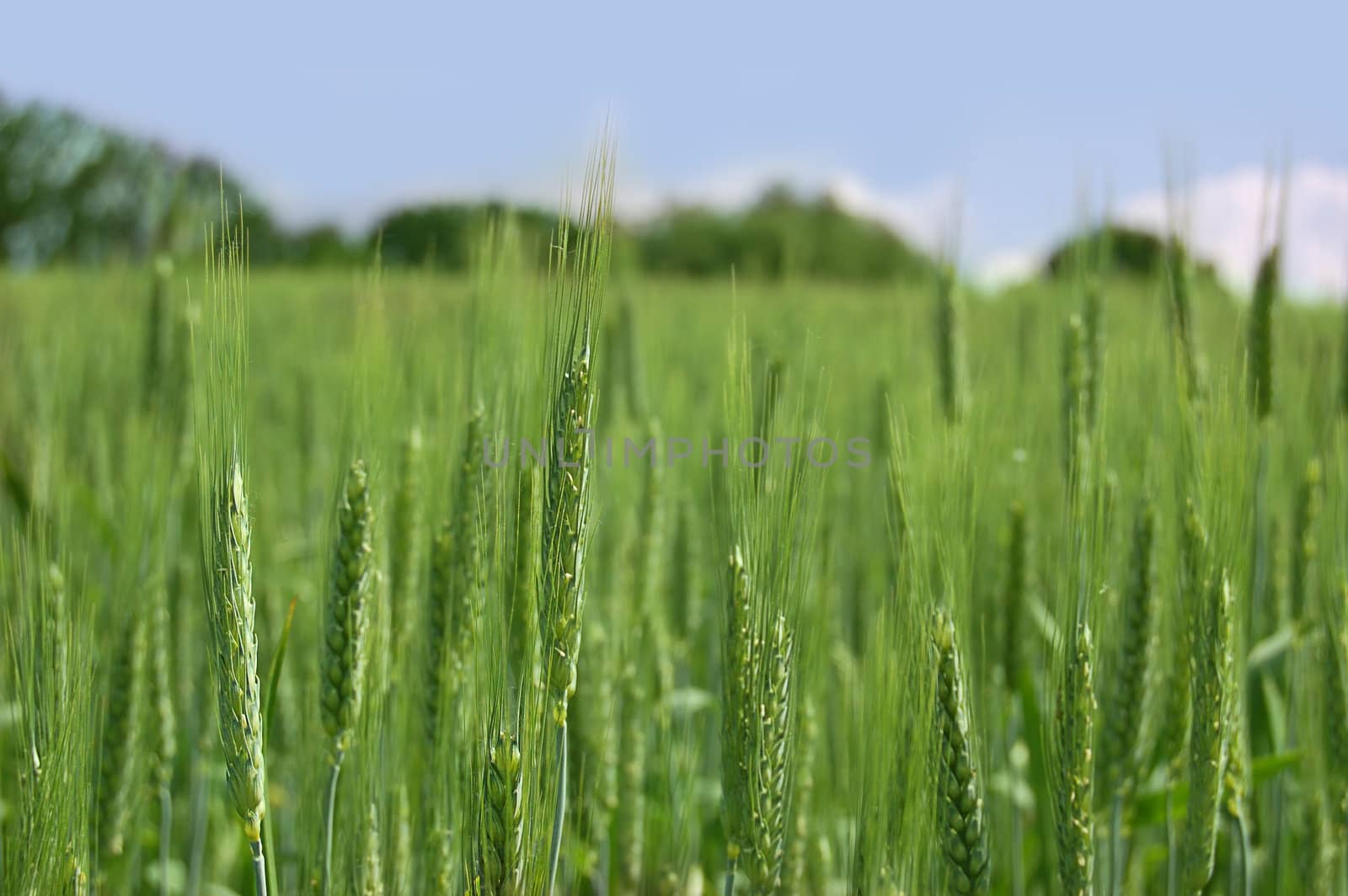 field of green wheat over blue sky
