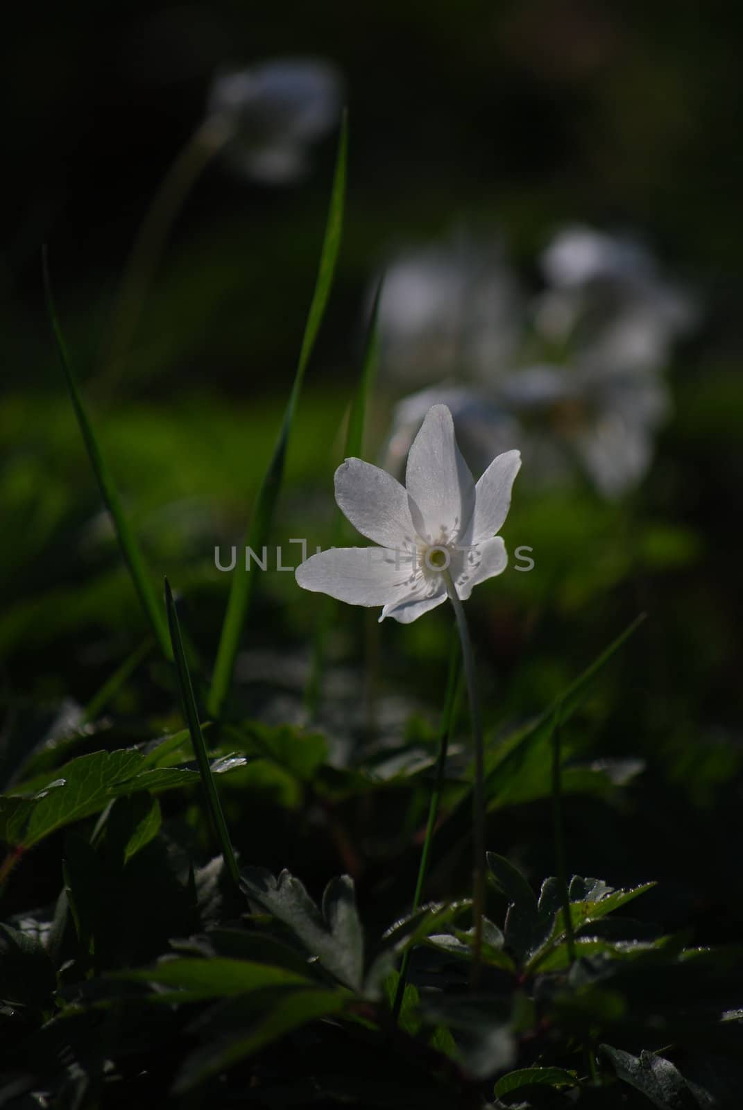 white flower