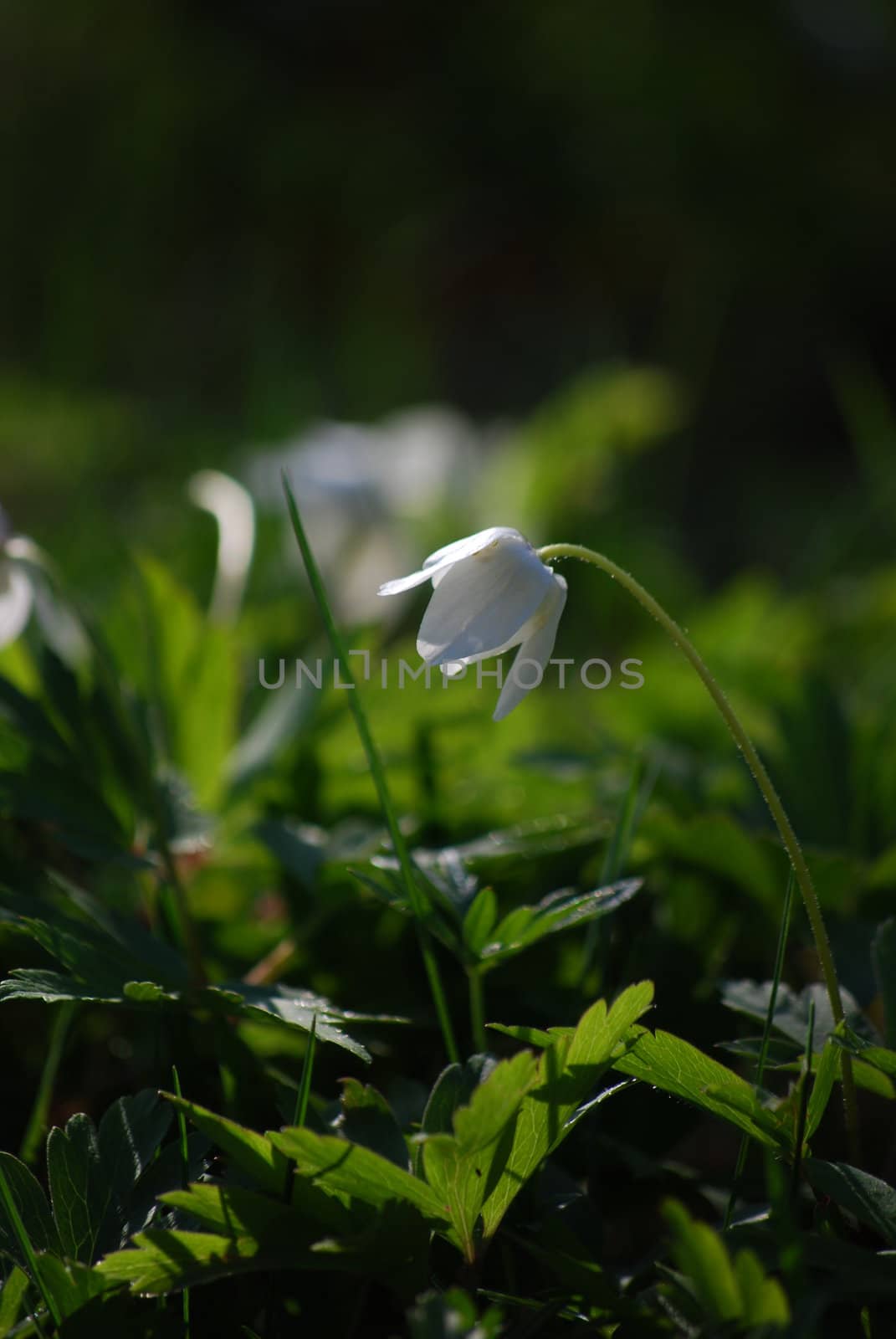 white flower