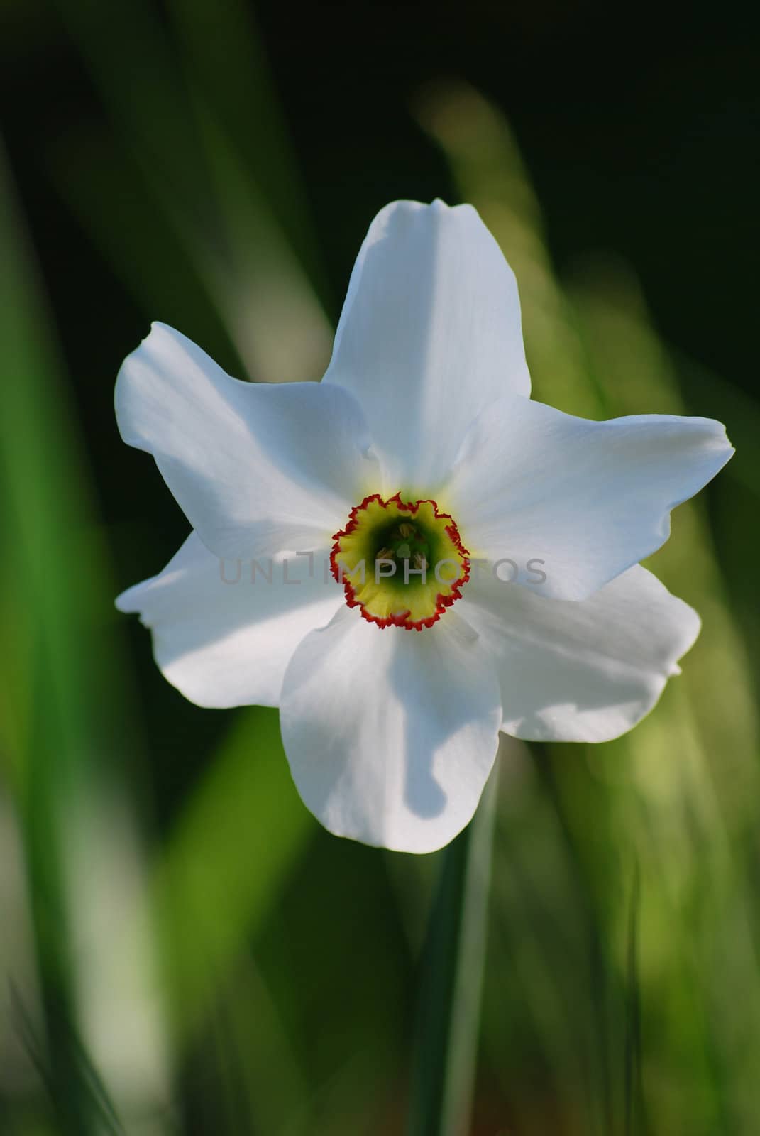picture of a white narcissus