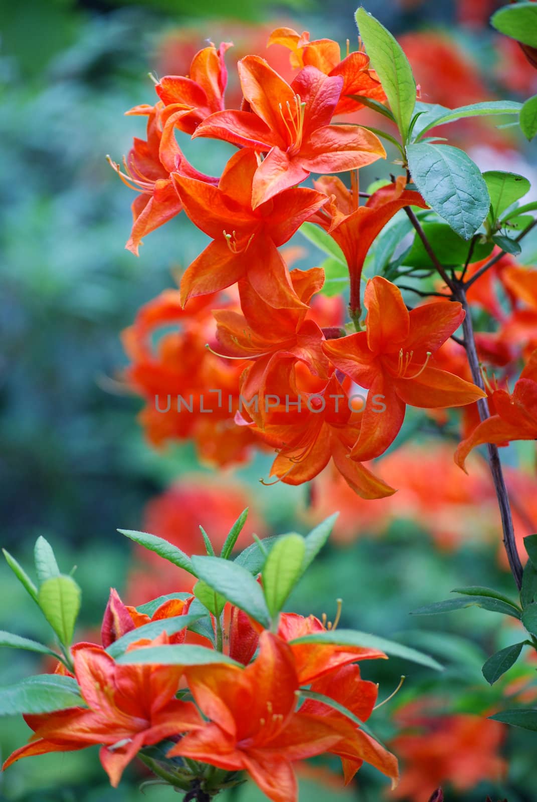 orange flower by sarkao