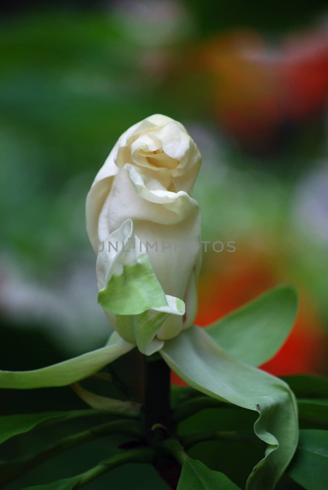 white magnolia by sarkao